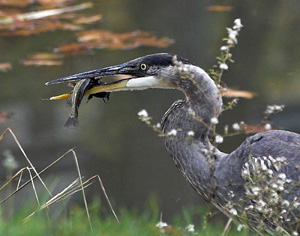 Dinner Time by Carl Crumley