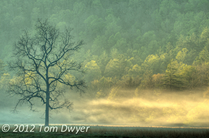 Morning Dawn by Tom Dwyer