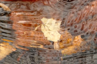 Submerged Leaves #3 by Kamil Kozan
