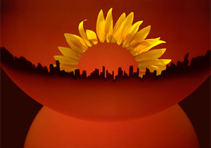Sunflower Bowl by David Perlman