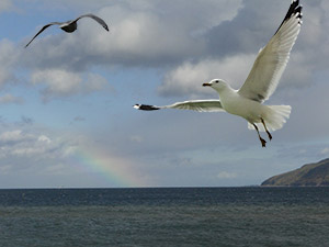 Fishing in Cape Breton by David Perlman