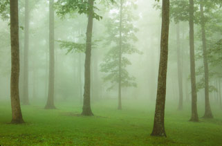 Fog at Crabtree Meadow by Gary Thompson