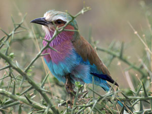 Lilac Breasted Roller by Gus Masotti