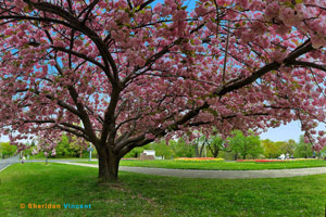 Tree Blossoms by Sheridan Vincent