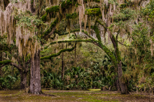 Path through the Oaks by Chip Evra