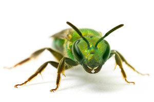 Gold- Green Sweat Bee