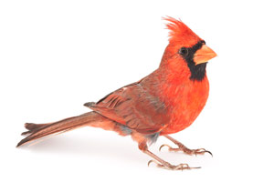 Cardinal by David FitzSimmons