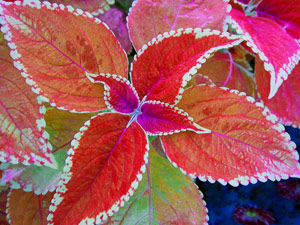 Coleus by Rita-Marie Geary