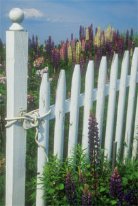 White Pickett Fence by Phyllis Thompson