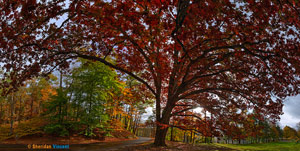 White Oak at Letchworth Park by Sheridan Vincent