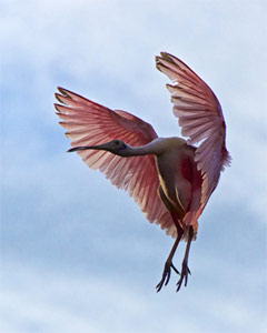 Who took My Branch? by Dick Beery