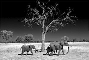Leadwood and Elephants by Joel Krenis