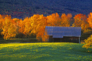 Morning Light by Phyllis Thompson