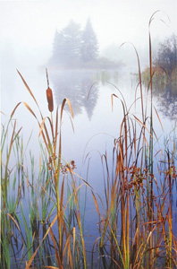 Cattails at Mystery Pond