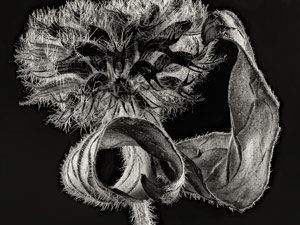 Clinopodium Vulgare (Wild Basil) by Susan Larkin