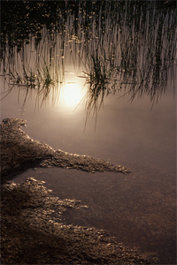 At the Edge of the Pond by Phyllis Thompson