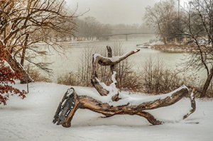 Remnant of a Fallen Tree by John A. Ejaife