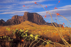 Ocotillo at Panther Junction by Gary Thompson