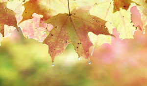 Leaves in the Rain by Bonnie Gamache