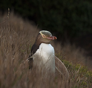 Yellow-Eyed Penguin by Larry Eldridge