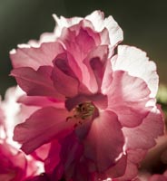 Translucent Flowers by Mike Edwards