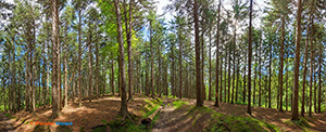 Pine Stand: Webster Park