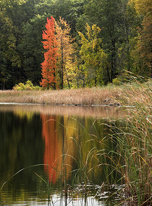 Mendon Ponds Park Fall Colors by Carl Crumley