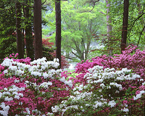 Forest Bloom by Gary Thompson