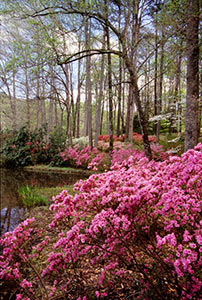 Nature's Beauty by Phyllis Thompson