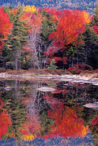 Reflections in Red by Phyllis Thompson