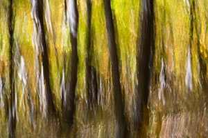 Bare Hill Trees #18 by Steve Copeland