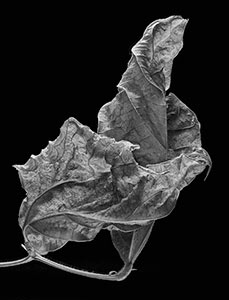 Phaseolus coccineus (Scarlet Runner Bean) by Susan Larkin