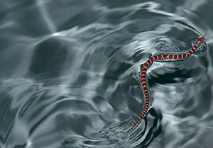 Slithering Summer by David Castaldi