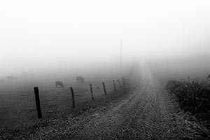 Fog Disguises the Way by Lisa Cook