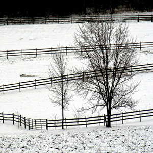 Tree and Fences by Dan Neuberger