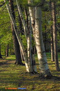 Birch Family by Sheridan Vincent