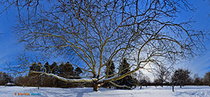 Sycamore: Webster Park by Sheridan Vincent