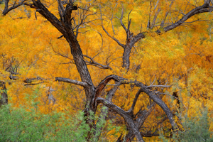 Color and Breeze in Canyon Aguafrio by David Kotok