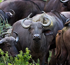 Cape Buffalo by Dick Bennett