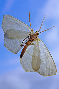 Moth on Truck Windshield by Carl Crumley