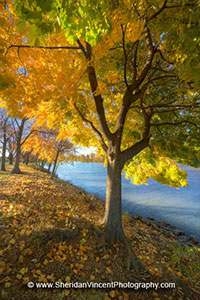 Along the Genesee