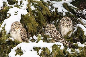 Three Short-Eared Owls by Dick Thomas