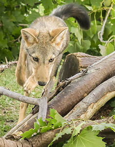 Coyote by Carl Crumley