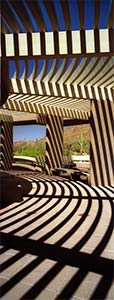 Saguaro Zebra by Phyllis Thompson