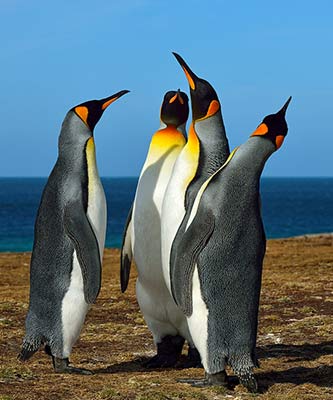 King Penguin Quartet by Gary Paige