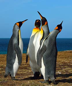 King Penguin Quartet-Falklands by Gary Paige