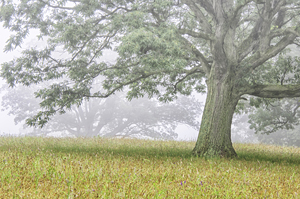 Oak Meadow by Dick Thomas