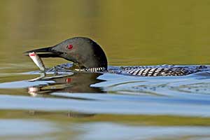 Catch of the Day by Don Tilton