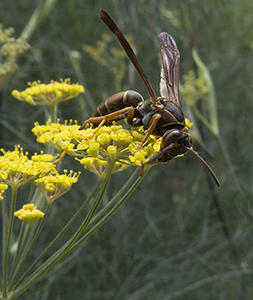 Wasp by Carl Crumley