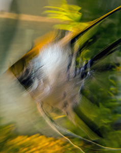 Angel Fish by Carl Crumley